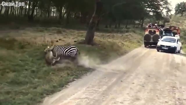 ЗЕБРА В ДЕЛЕ... Полосатая лошадка против львов, тигров и даже крокодилов! смотреть онлайн