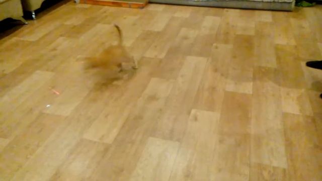 Кот Танцует смотреть онлайн