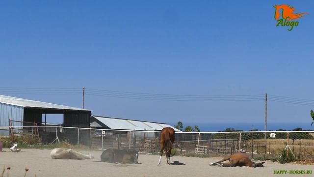 Sleeping horses. Табун идет гулять, а кто-то решил поспать :) смотреть онлайн