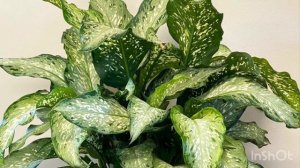 Диффенбахия