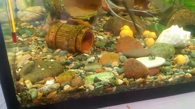 Скалярия гоняет малька Анциструса смотреть онлайн