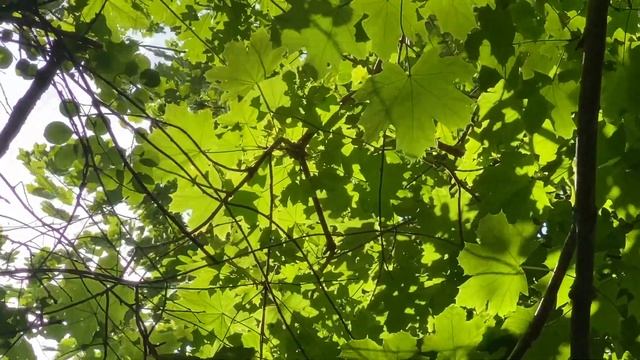 Wind In The Trees (HQ Sound Effect) Soundscape