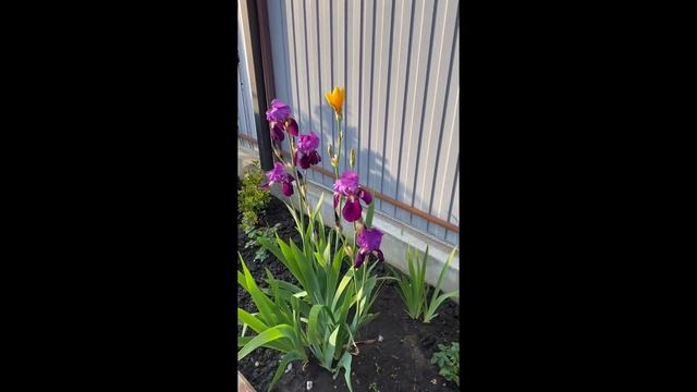 Показываю свои цветы ?! Распустились ВИОЛЫ и шикарная ГВОЗДИКА Салмон Оранж ! Ванильная Семья смотреть онлайн