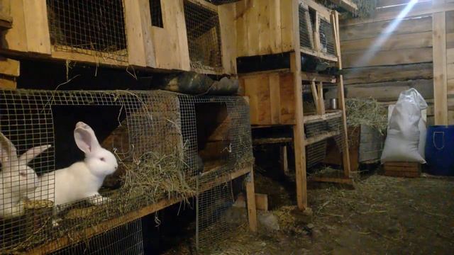 Утренний обзор,убираем маточник.