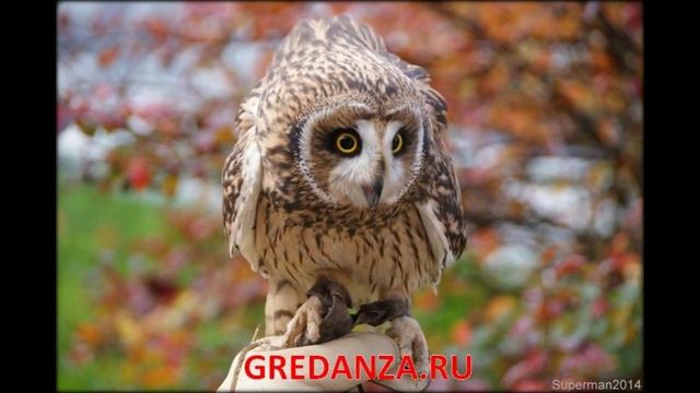 Осень наступил, падают листы... смотреть онлайн