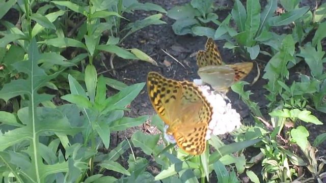 Как бабочки пьют нектар?!!!!! смотреть онлайн