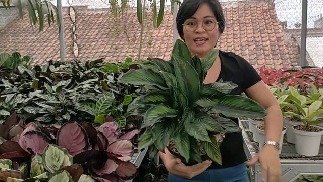 DISCOUNT GEDE DARI KEBON CALATHEA / ADMIN 081254474711 смотреть онлайн
