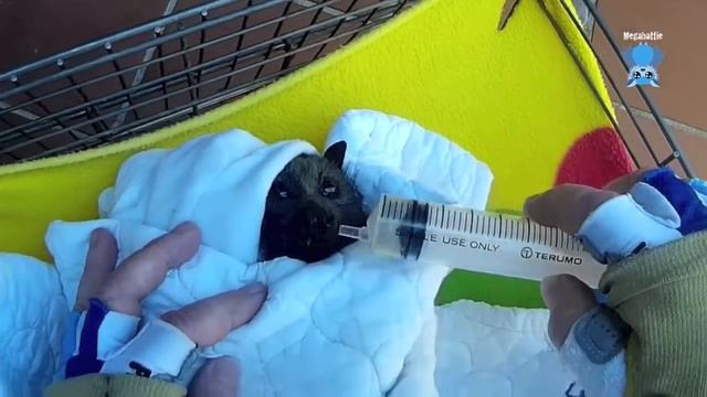 Rescuing a pregnant flying-fox stuck on a balcony: this is Yoko смотреть онлайн