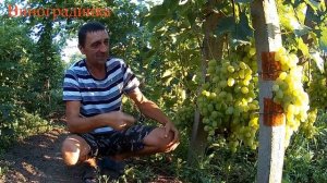 Виноград Монарх 2019г