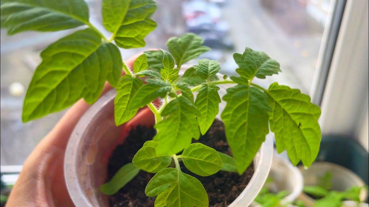 ЖАЛЕЮ, что РАНЬШЕ ТАК НЕ САЖАЛА РАССАДУ! СЕЮ ТОМАТЫ ТОЛЬКО ТАК жирная крепкая здоровая рассада! смотреть онлайн