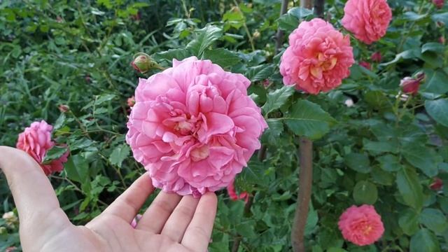 Троянда Крістофер Марлоу Cristopher Marlowe rose 2019 june Kyiv 5b zone смотреть онлайн