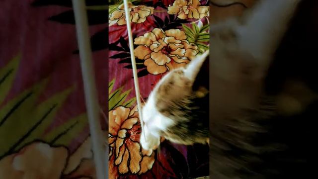 😽🐈 опасная булочка 🐈😽с красивыми глазами 🐈😽 смотреть онлайн