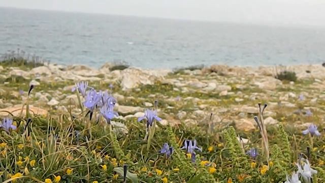 Дикие ирисы. Весна на Кипре смотреть онлайн