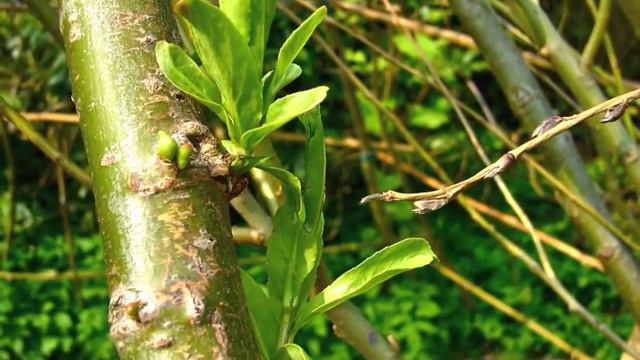 A LIVE TIPI GREENHOUSE FOR THE DRYLANDS смотреть онлайн