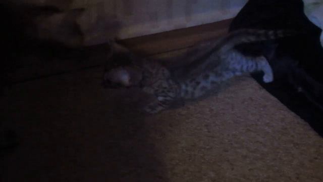 Бенгальские котята и мама-кошка