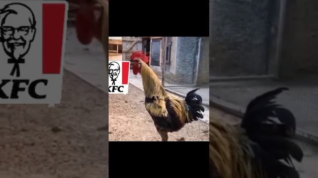 Петух кукарекал на KFC, но что-то пошло не так. смотреть онлайн