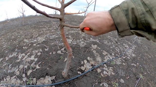 Зайцы и мыши напали на сад!!! Начало колхозного сезона смотреть онлайн