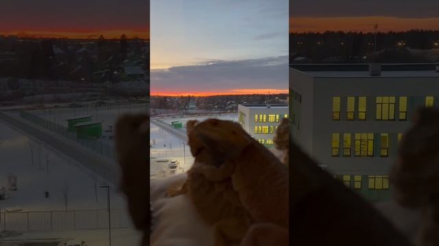 Наблюдатели заката, смешные животные.Агама бородатая.рептилия.reptiles смотреть онлайн