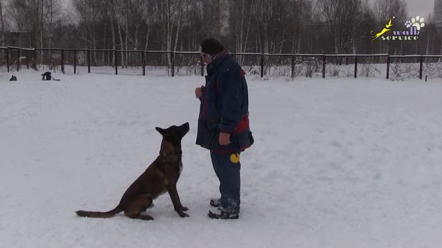 Команда рядом, мяч в ухо, тренировка внимания, мотивирующий объект мяч, ОКД смотреть онлайн