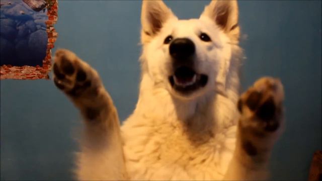 ❤White Swiss Shepherd Being Cute ❤