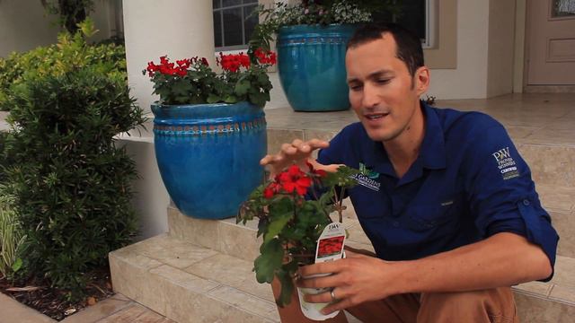 Jack Barnwell: Timeless Geraniums смотреть онлайн