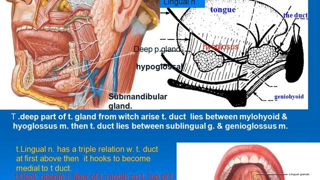 47 DEEP PART OF SUBMANDIBULAR GLAND & DUCT смотреть онлайн