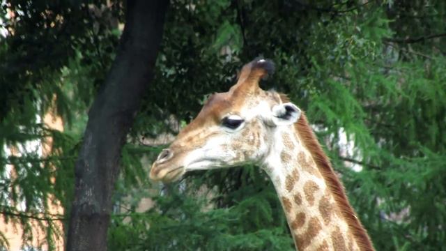 Зебра. Zebra. Moscow Zoo.