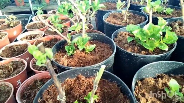Ну что ? Гортензии ждёте? смотреть онлайн