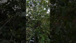 Вишня не плодоносит ?