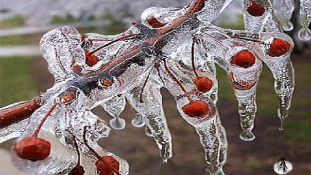 ВЕТКА МИМОЗЫ смотреть онлайн