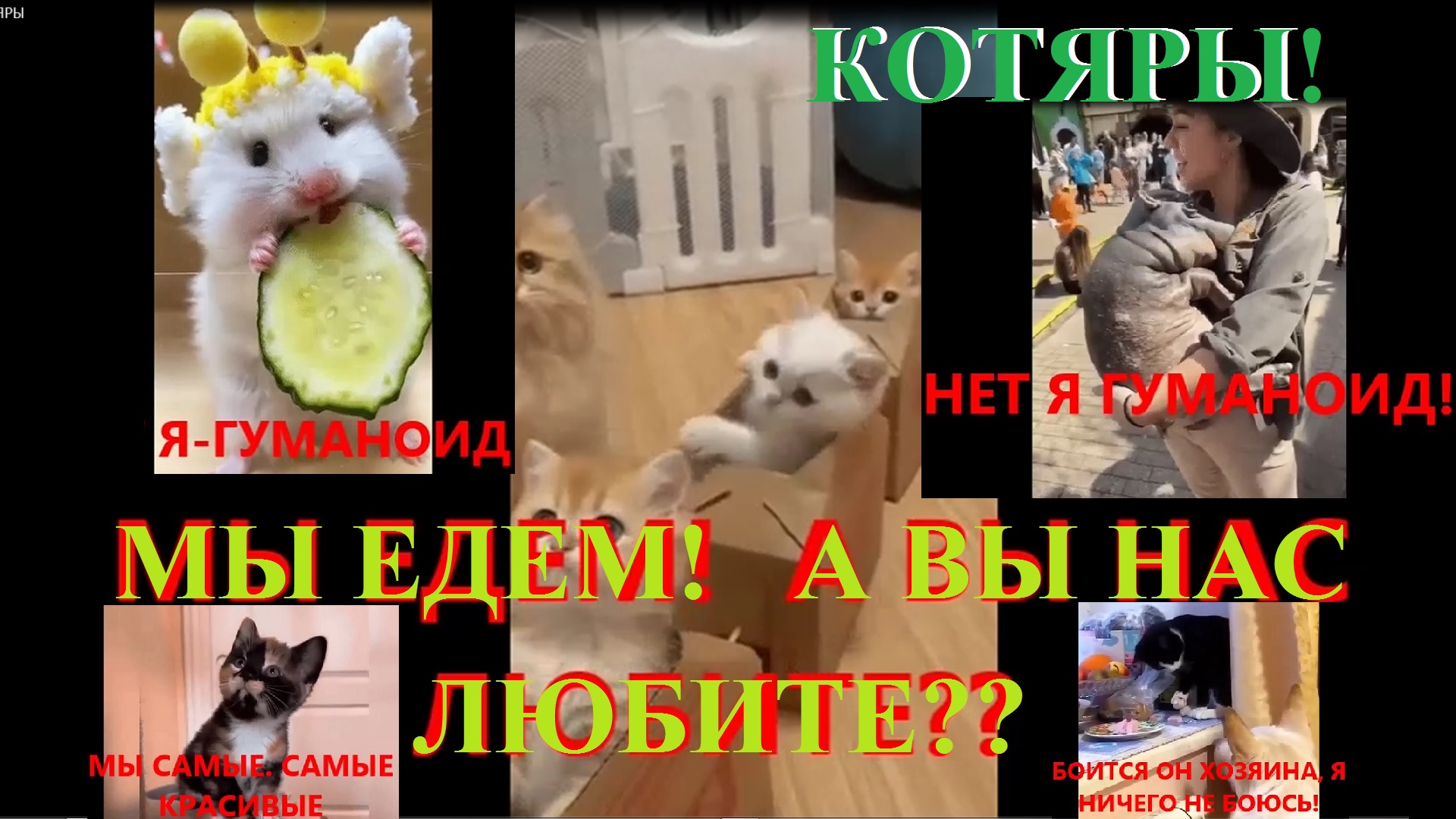 КОТЯРЫ О СЕБЕ! Котячий ЮМОР смотреть онлайн