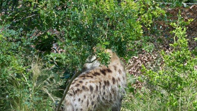 predatory animals.sounds of predators. SHIKAAREE jaanavar. shikaariyon kee aavaaj.хищные животные смотреть онлайн
