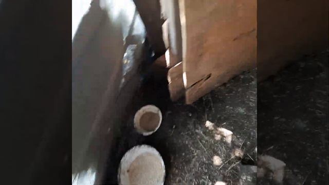 проверяю дела в курятнике смотреть онлайн