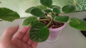 Фиалки! Обзор цветущих фиалок. Удобрения для роста и цветения!