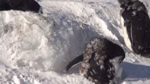 Из жизни самых маленьких пингвинов Антарктиды.