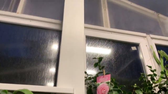 Манго Кейт Mangifera Indica Keitt в теплице , дегустация . смотреть онлайн