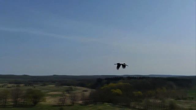 Аисты смотреть онлайн