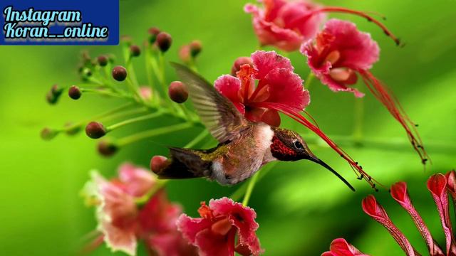 Сура  Аль - Фатиха 100раз