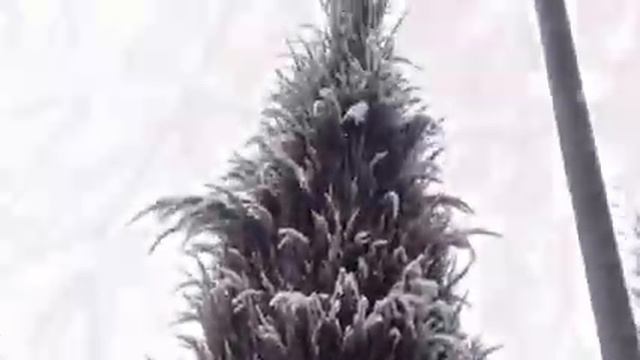 Прогулка, снежинки, winter, snowflakes in Almaty смотреть онлайн