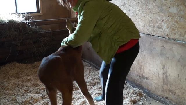 Кормление лосенка смотреть онлайн