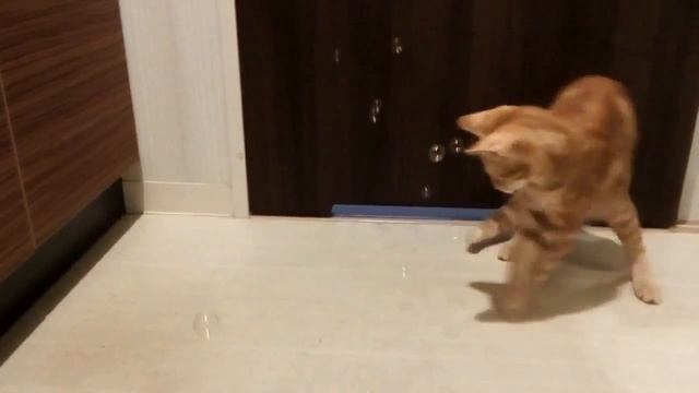 g♥Кошки против мыльных пузырей♥Кошка кот Котик Кошечка милый смешной смотреть онлайн