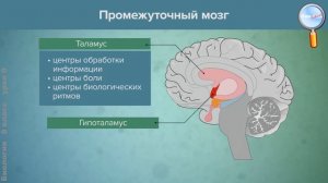 Биология 8 класс (Урок№9 - Строение и функции головного мозга. Полушария большого мозга.)