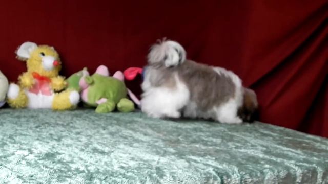 ДЕВОЧКА ШИ - ТЦУ PLEASURE OF LIFE смотреть онлайн