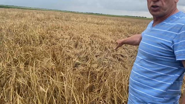 Уборка захлебнулась | Ячмень лежит | Очесывающая жатка поднимет? смотреть онлайн