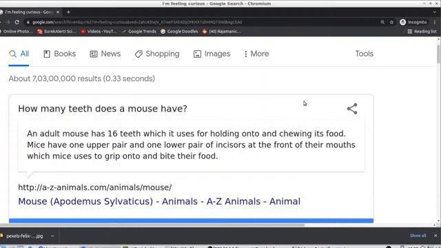 Fun Facts by Google's "I'm feeling curious" feature смотреть онлайн