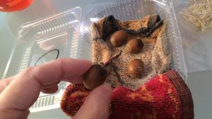 Дуб монгольский. Как вырастить дуб из жёлудя. Часть 1