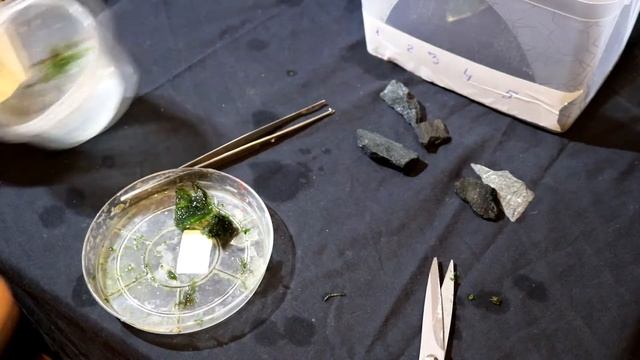 Что будет если заморозить аквариумный мох и какие мхи можно втирать часть 1 смотреть онлайн