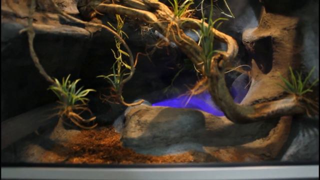 Profesjonalne w pełni wyposażone terrarium dla gekona orzęsionego Tropical Terra terrarium na wymia смотреть онлайн