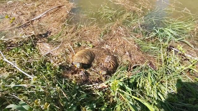 Отпустили на волю после 10 лет заключения смотреть онлайн