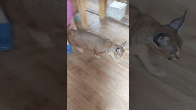 Каракал Шаня.Great Caracal Shan